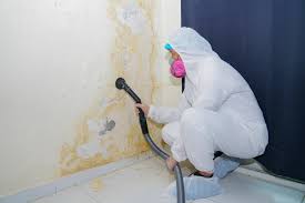 Trusted Windcrest, TX Mold Prevention & Removal  Experts